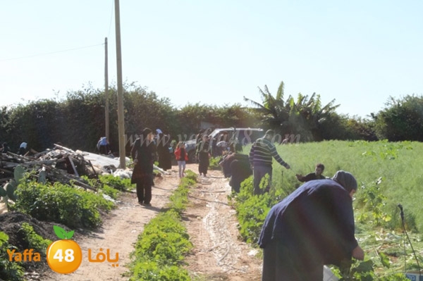 re7la tolkarem (79).JPG